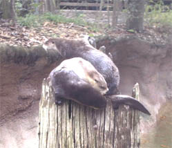 otters