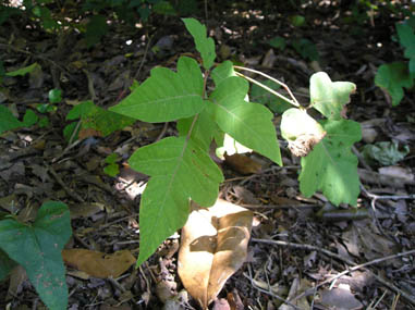 Poison ivy