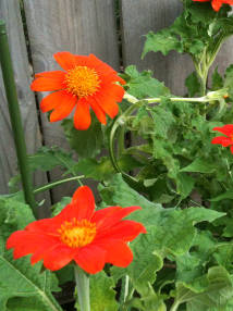 Tithonia
