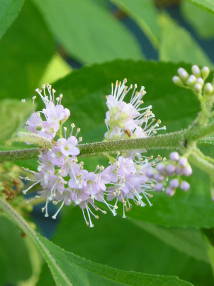 American beautyberry