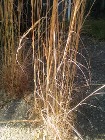 broomsedge