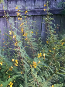 partridge pea