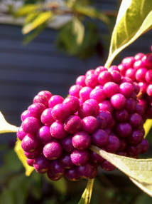 American beautyberry