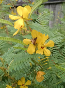 partridge pea