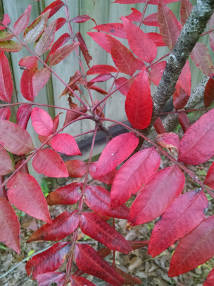 winged sumac