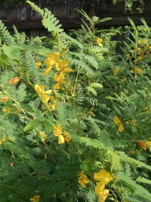 partridge pea