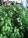 Basil at Whole Foods