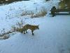 Fox at the condo