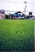 Rice field in front of Settle apartments