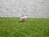 Young gull