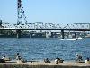 Canada geese on the Willamette