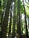 Redwood Trail