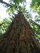 Redwood