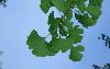 Ginkgo leaves